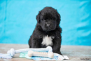 Spunky Pup Clean Earth Recycled Chicken Flavored Bone